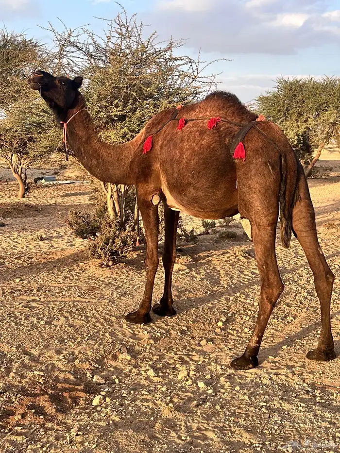 ناقه ساحليه صفرا 6