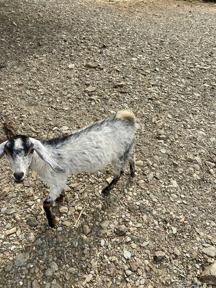 عناق لحقيه 1