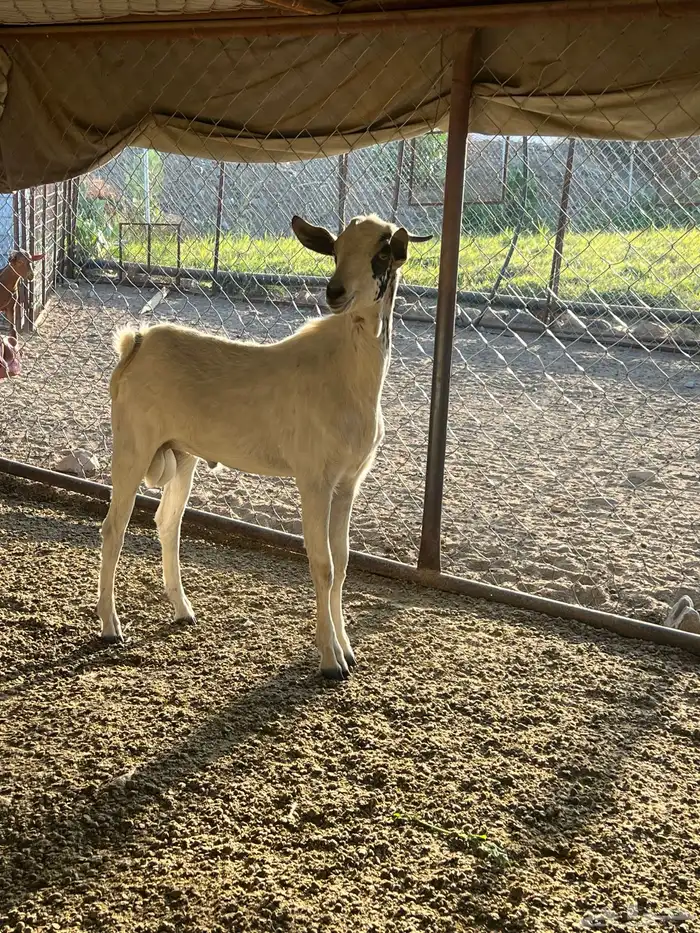 فحل جذع عمره سنه يضرب تأم 1