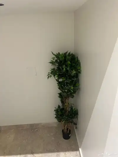 للبيع شجر زينه index