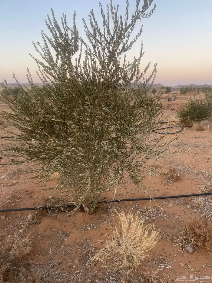 اشجار زيتون مثمرة وشتلات صغيرة 3