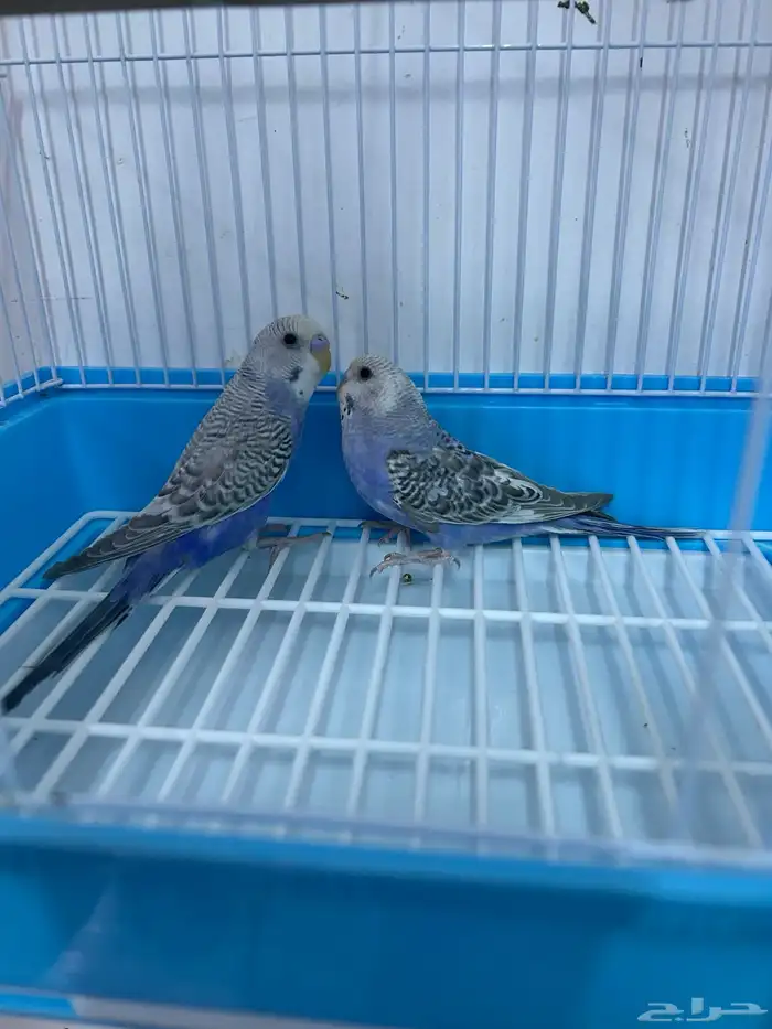 أزواج بادجي 1