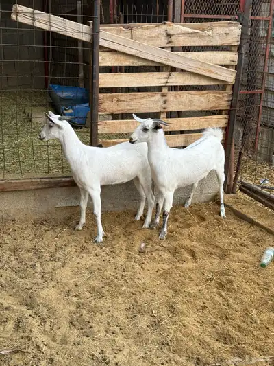 جفار على الشرط index