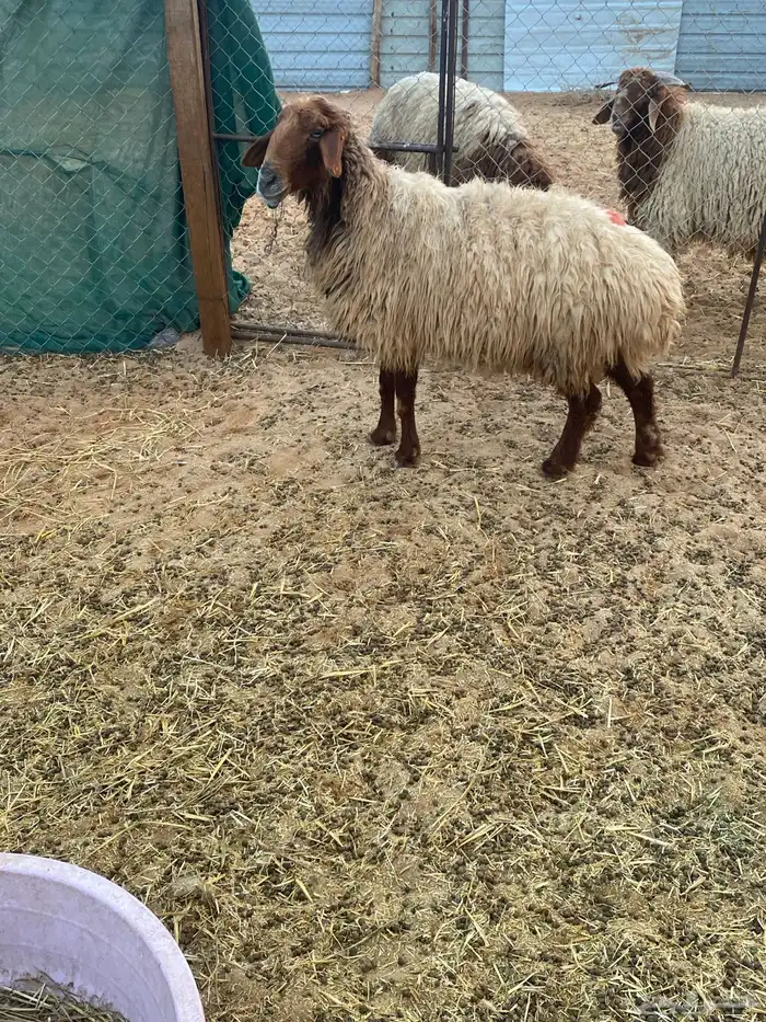 نعجه حايل. 1