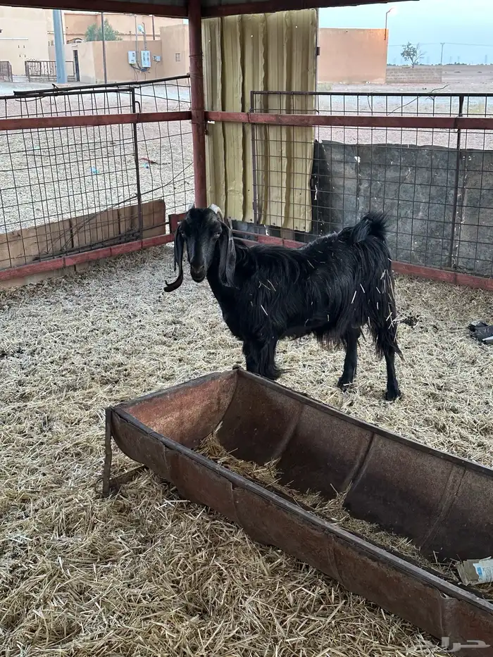 عنز عارضيه 3