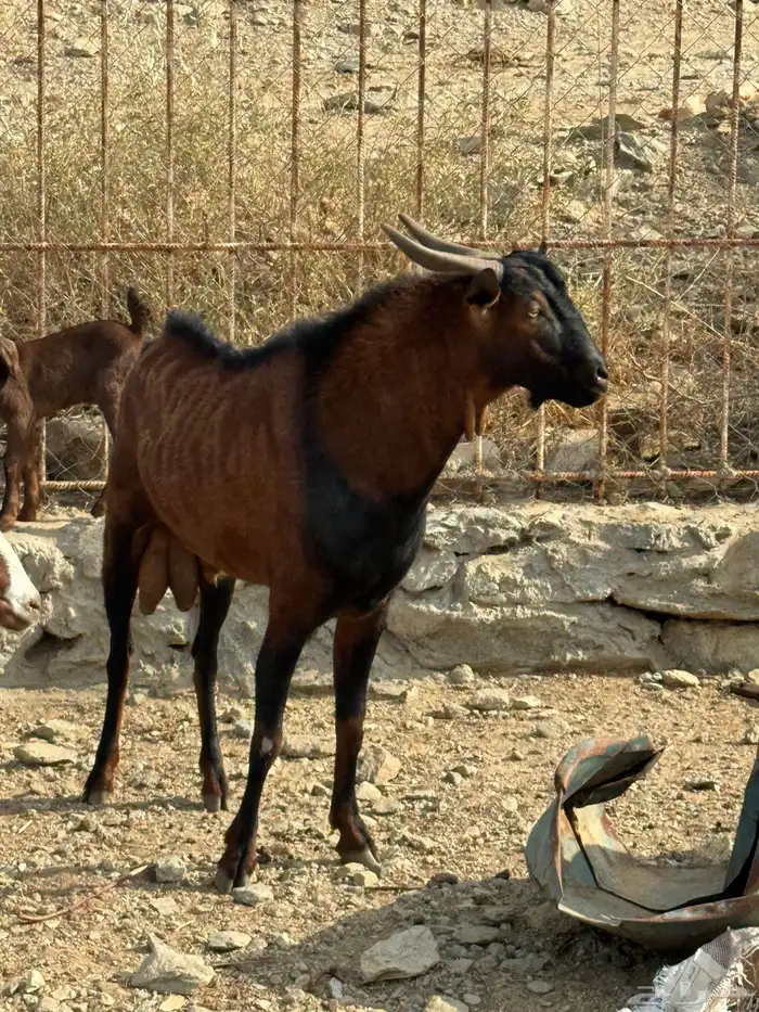 تيس فحل للبيع 3