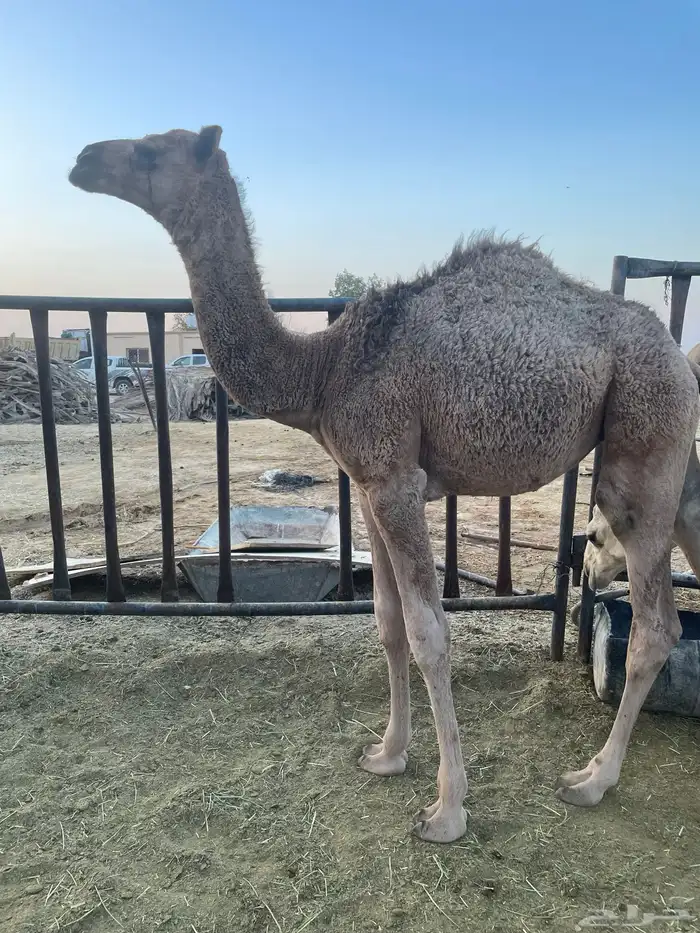 بكره طيبه كفو سمين 1