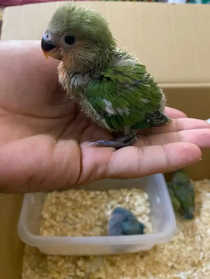 فروخ روز للبيع 1