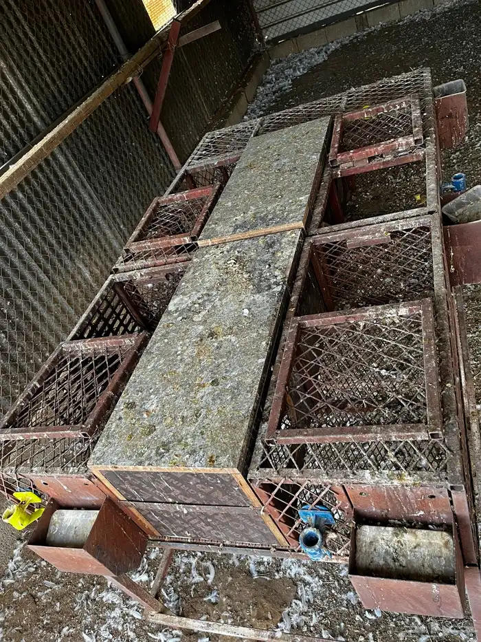 بطريات أرنب 7