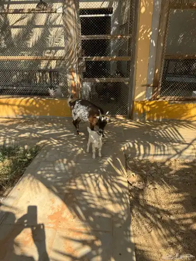 للبيع ماعز قزمية تشيكيه معها جفرة بيضاء ماكس من اب امريكي index