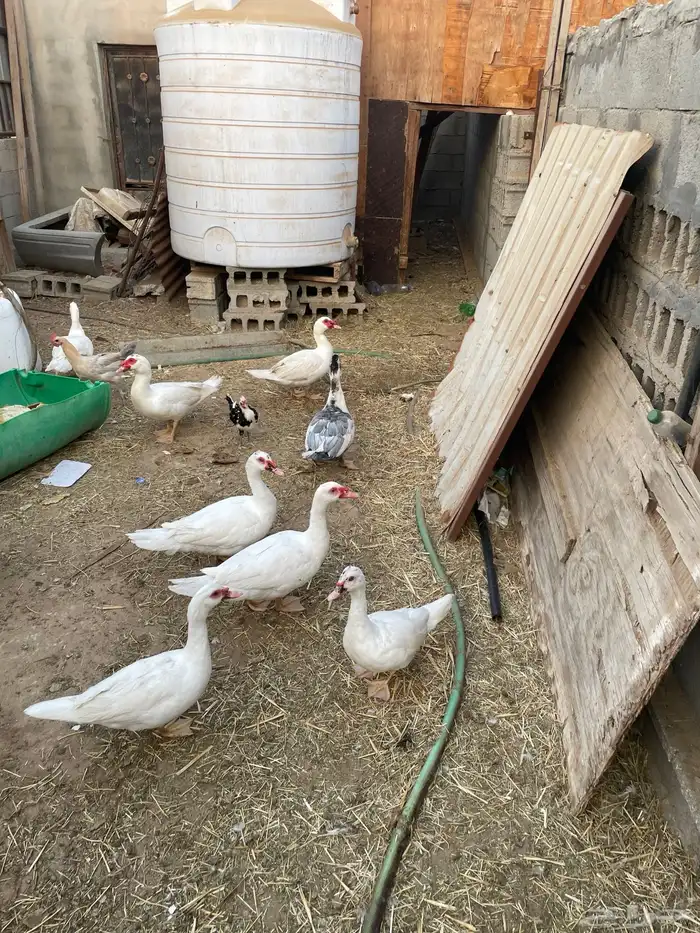 ذكور بط مصري 6