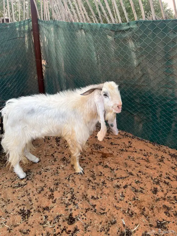 فحل تيس هولند عارضي ابرص 4