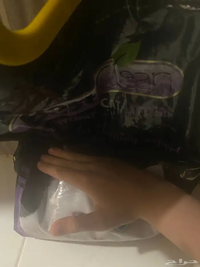 قطط ذكور للبيع 3