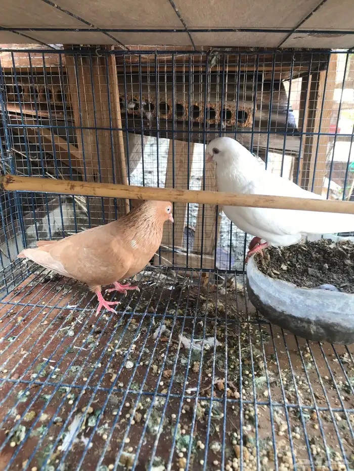 قلاب كوره الوان حلوه 10