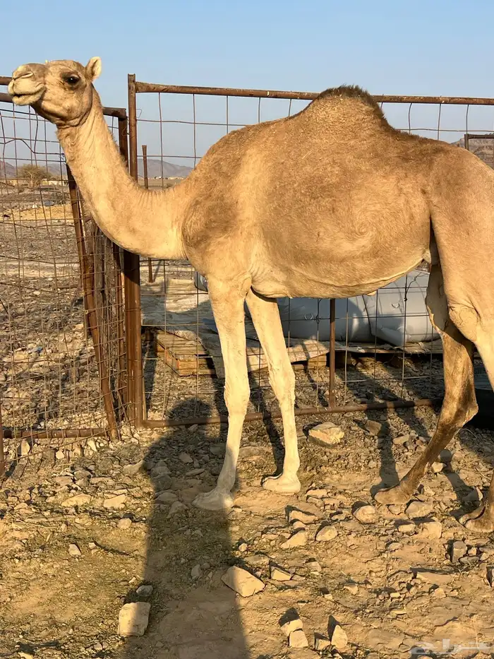 ناقتين ملاقيات من 6800 تم البيع 2