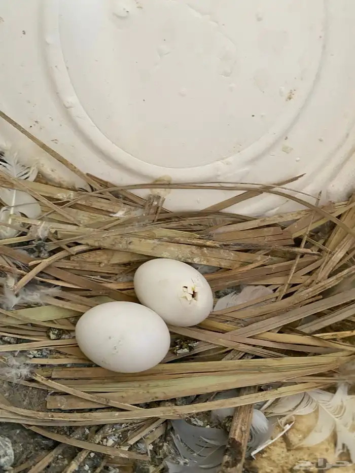 حمام باكستاني القطيفي 3