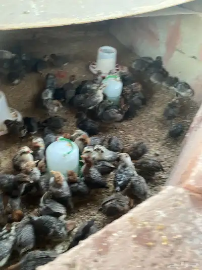 صيصان للبيع العمر 19 يوم index