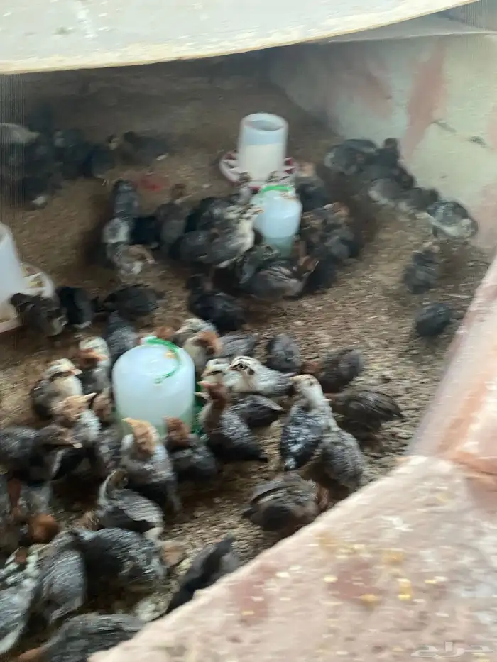 صيصان للبيع العمر 19 يوم 1