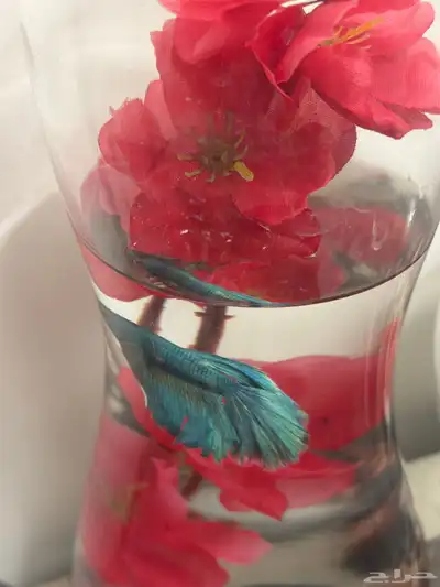 سمك زينة للبيع index