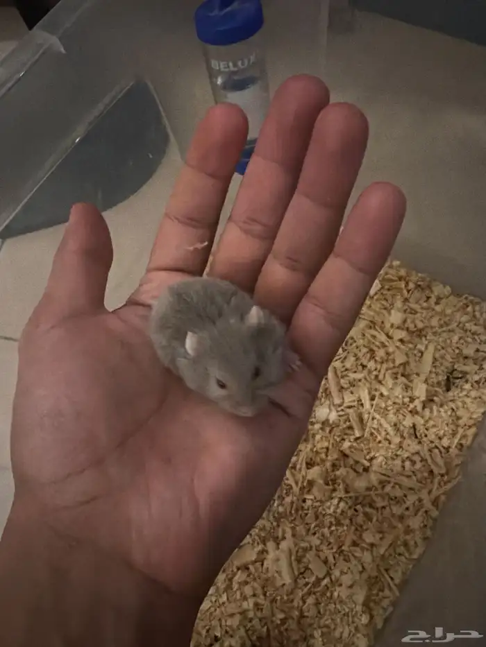 هامستر ب خمس ريال فقط 1