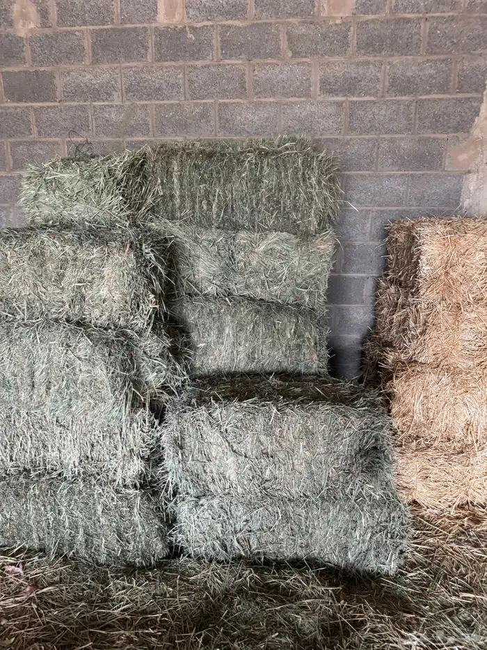 أعلاف تبن بالبنك 1