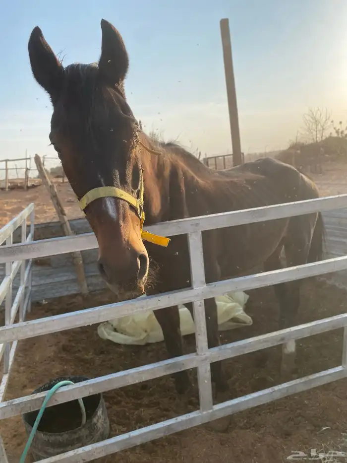 فرس انقليزي كفووو 2