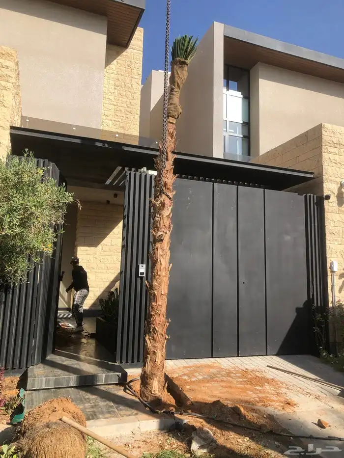 نخيل ملوكي نخيل نارجيل نخيل واشنطني بسعار مناسبه 6