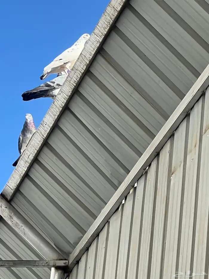 حمام للبيع فيه جمله وت فريدي الجملة 250 العدد 22 حمامه منتج 2