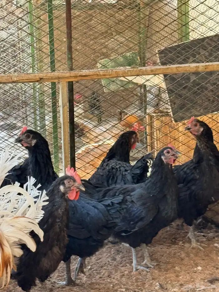 دجاج تركي منتج 2