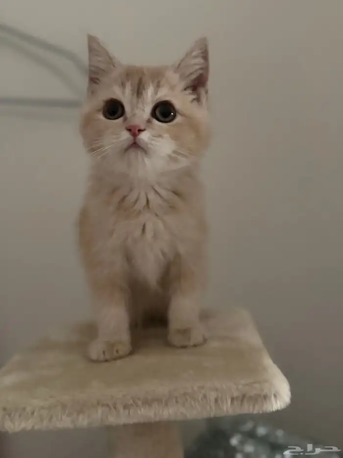 سكوتش ستريت 0