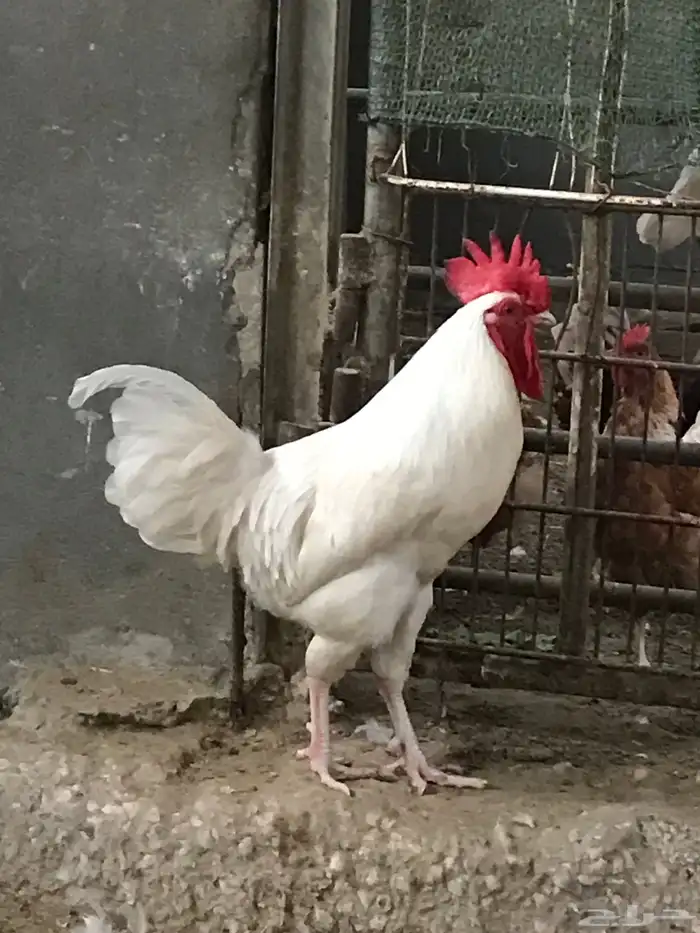 ديك لوهمان براون بيور 0