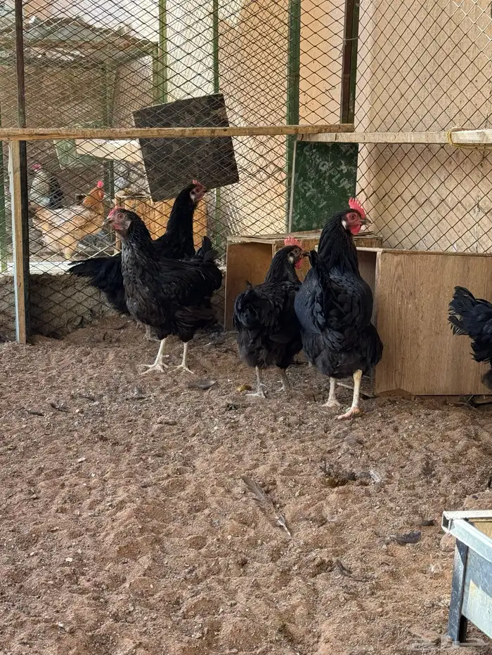 دجاج تركي منتج 7