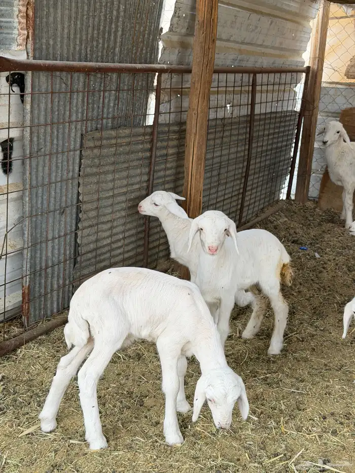 ضان حريات ولد ومضاريع نظيفه الحد 1350 1