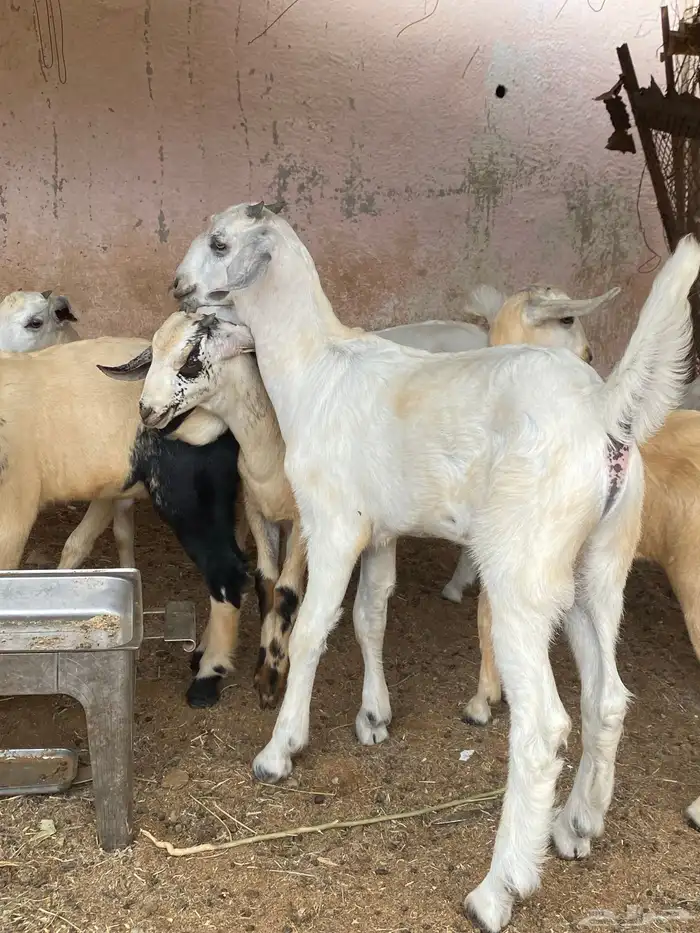 جفرر صنف اصنف العمر شهرين ابوه موضح في اصوره الموقع نااوان 2