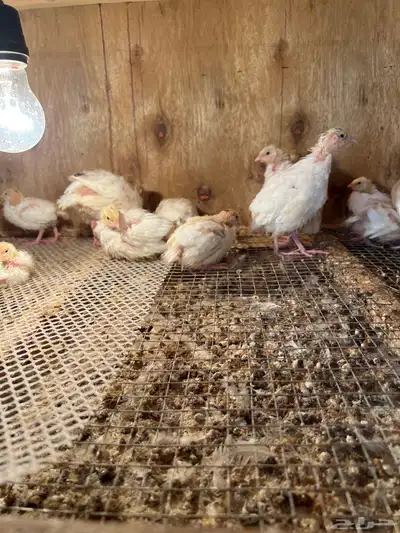 سمان تكساس index