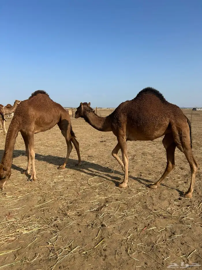 بكار سواحل خوات 5