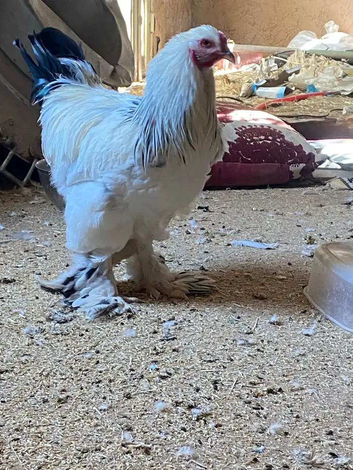 الخرج دجاج البراهما 2