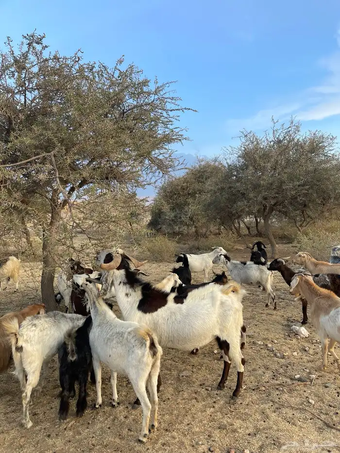 تيس فحل للبيع 3