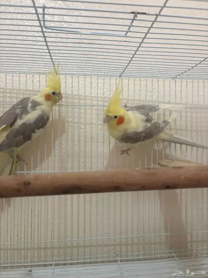 كروان لاتينو ومكتف والبينو وانثي طفره هاف بايد 0