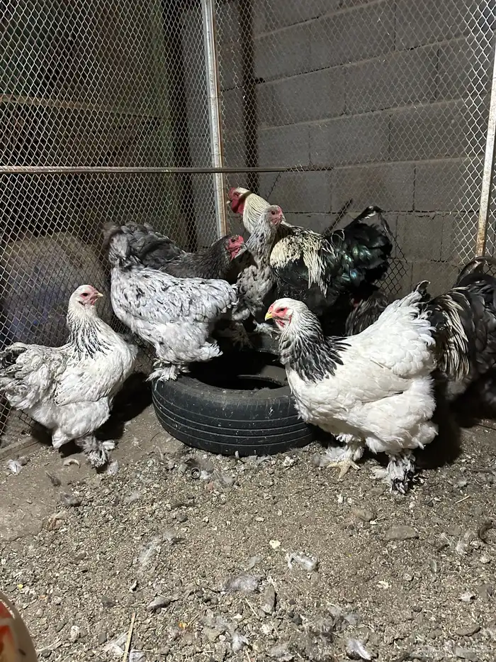 دجاج براهما اصلي 5