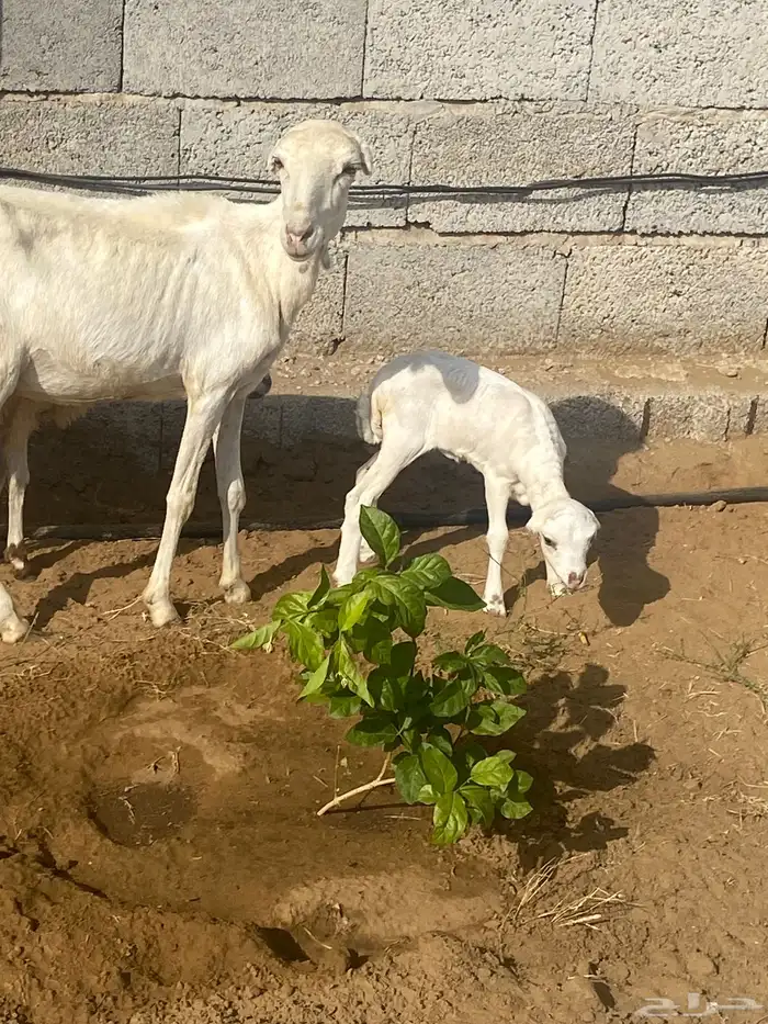 نعجه منتوج ثني معها رخل وفرير ماهو ولدها 7