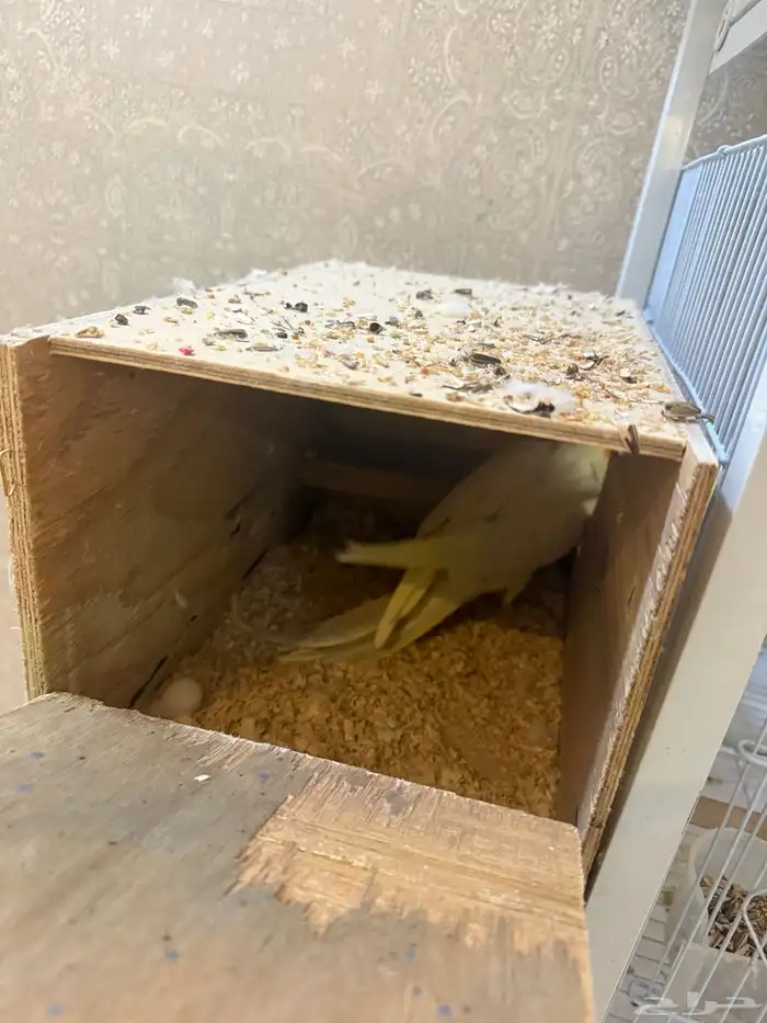 زوج كروان لاتينو معه بيض ومستوى عالي 1