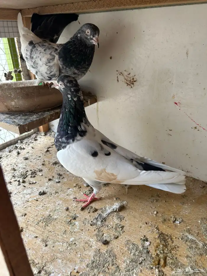 حمام باكستاني 0