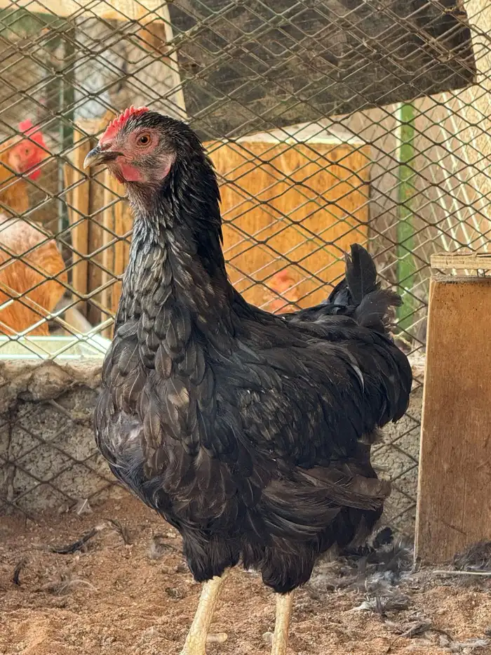 دجاج تركي منتج 13