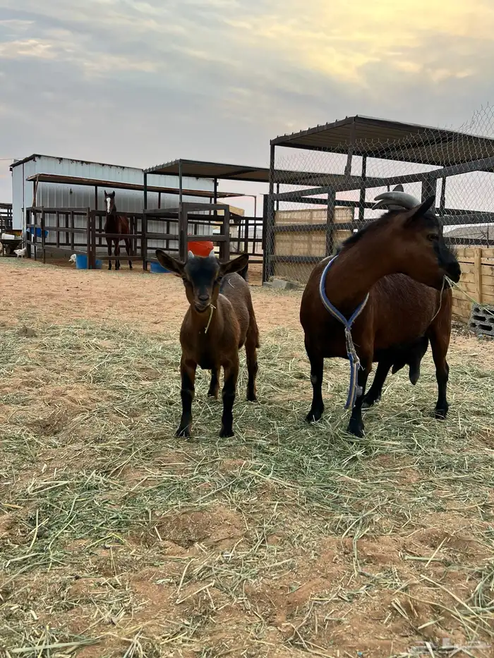 جفره قزمية 3