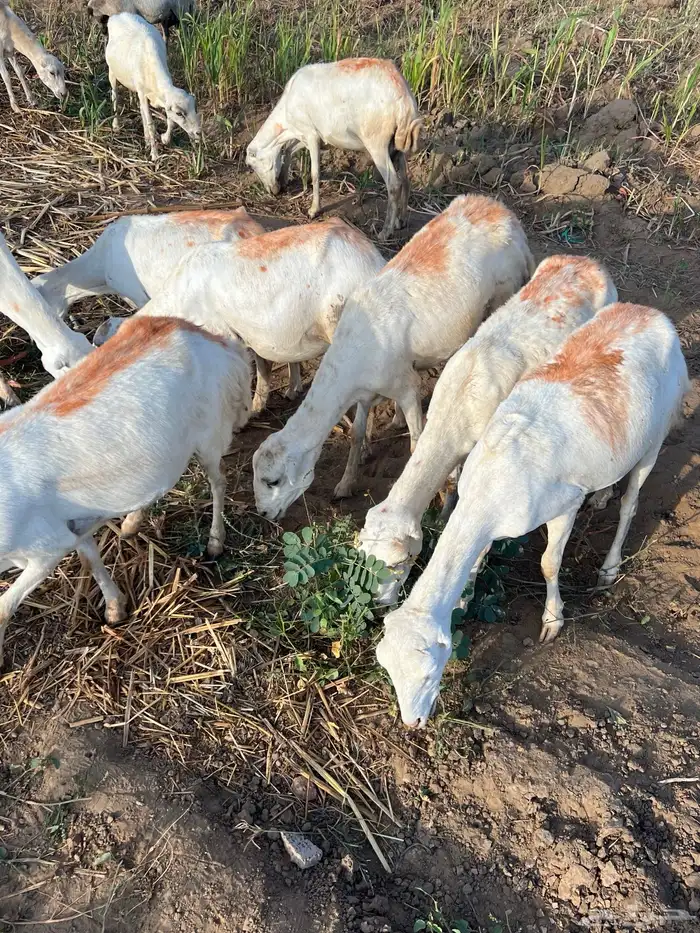 ضان العدد 40 كلها دوار واكثرها قرايب 3