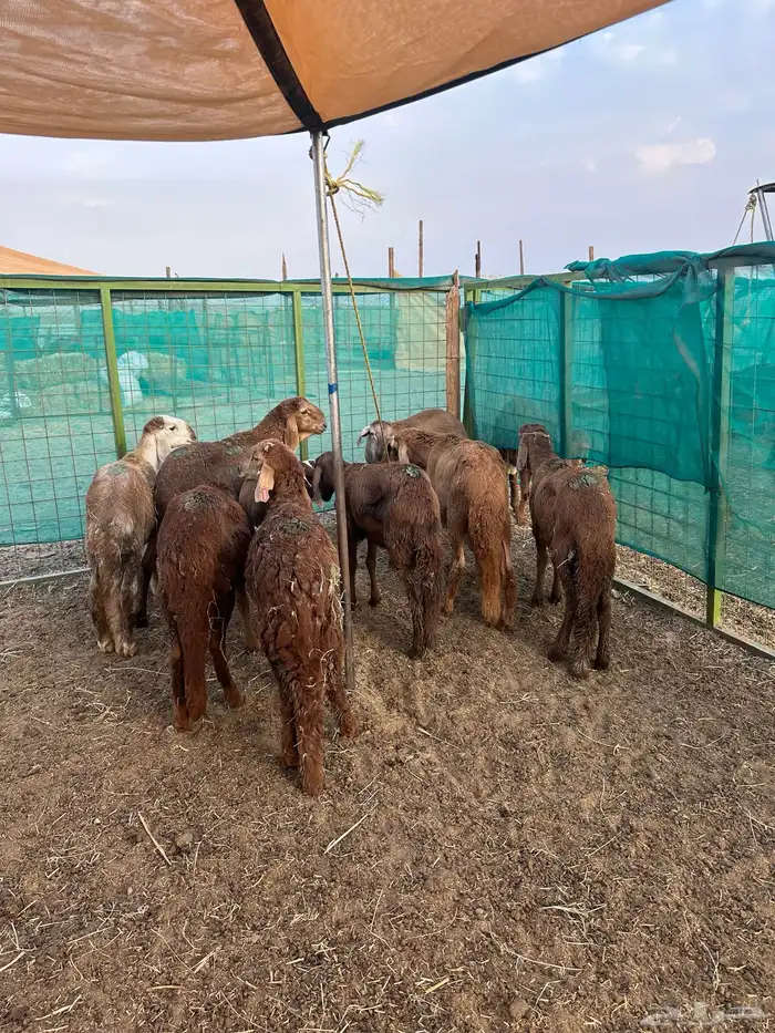 طليان سواكني حمري طيبة 0