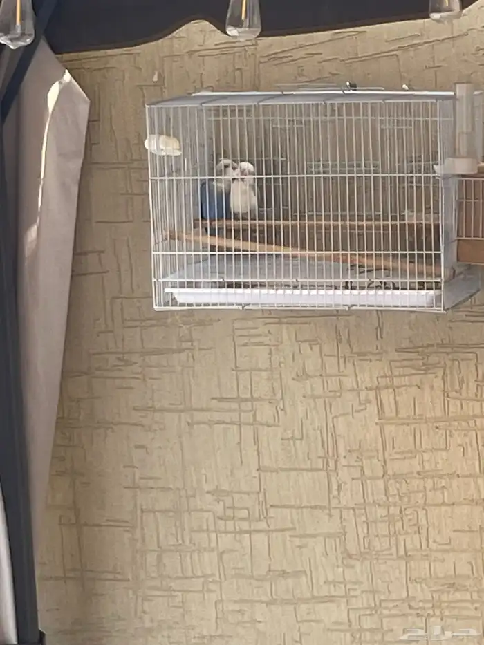 عصافير روز زواج 3