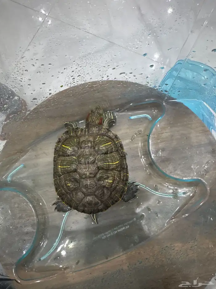 سلحفاة بحجم كف اليد 4