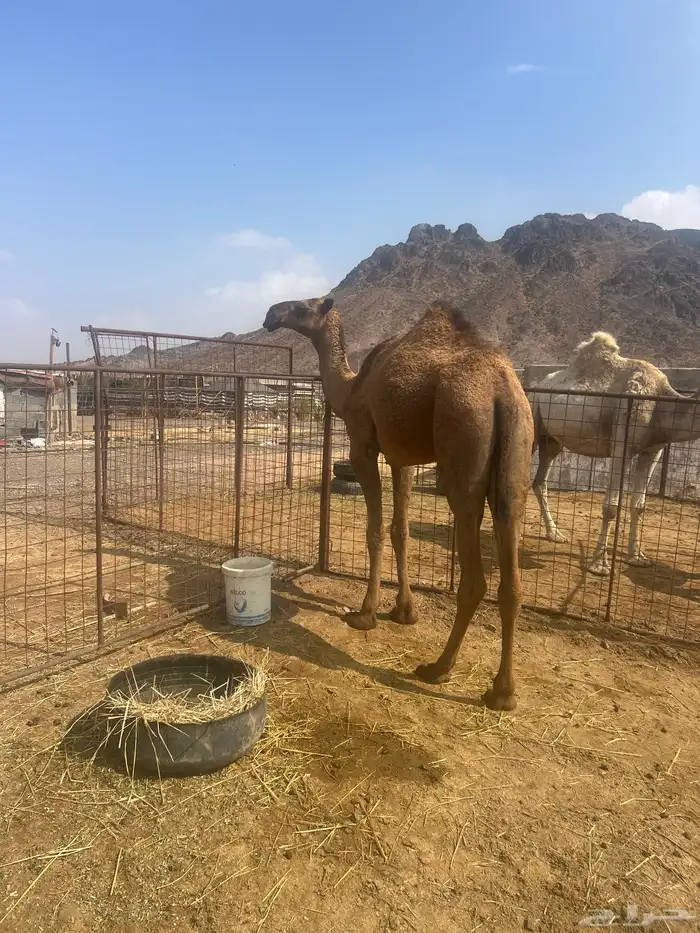 بكره حقه صفرا 0